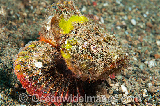 False Stonefish Scorpaenopsis diabolus photo False Stonefish Scorpaenopsis diabolus photo