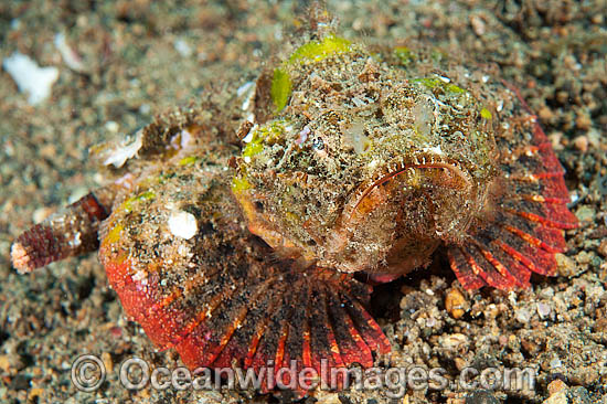False Stonefish photo