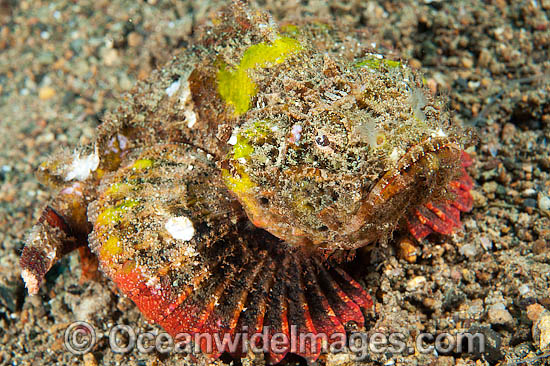 False Stonefish Scorpaenopsis diabolus photo False Stonefish Scorpaenopsis diabolus photo