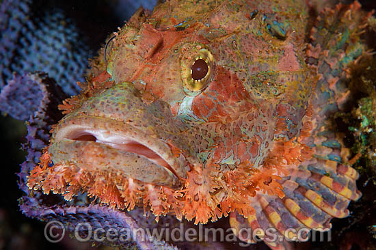 Small-scale Scorpionfish Scorpaenopsis oxycephala photo