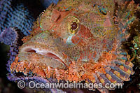 Small-scale Scorpionfish Scorpaenopsis oxycephala Photo - Gary Bell
