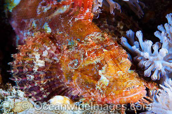 Small-scale Scorpionfish Scorpaenopsis oxycephala photo