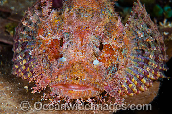 Small-scale Scorpionfish Scorpaenopsis oxycephala photo