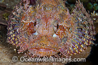 Small-scale Scorpionfish Scorpaenopsis oxycephala Photo - Gary Bell