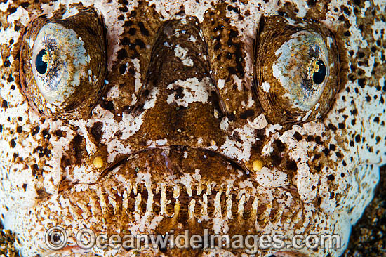 Marbled Stargazer Uranoscopus bicinctus photo Marbled Stargazer Uranoscopus bicinctus photo