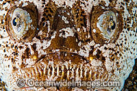 Marbled Stargazer Uranoscopus bicinctus Photo - Gary Bell