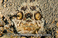 Marbled Stargazer Photo - Gary Bell