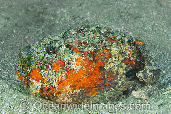Reef Stonefish Synanceia verrucosa photo Reef Stonefish Synanceia verrucosa photo