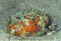 Reef Stonefish Synanceia verrucosa Photo - Gary Bell