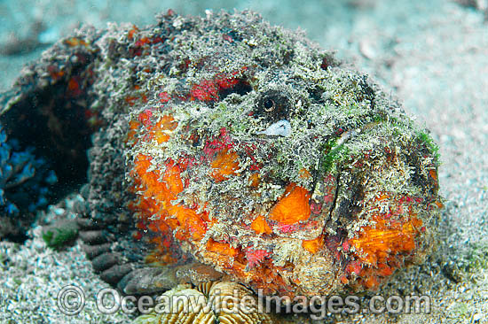Extremely venomous Reef Stonefish photo Extremely venomous Reef Stonefish photo