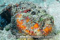 Extremely venomous Reef Stonefish Photo - Gary Bell