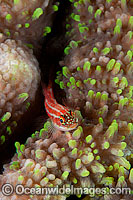 Striped Threefin Helcogramma striatum Photo - Gary Bell