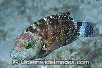 White-dotted Maori Wrasse Photo - Gary Bell