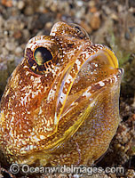 Variegated Jawfish brooding eggs Photo - Gary Bell