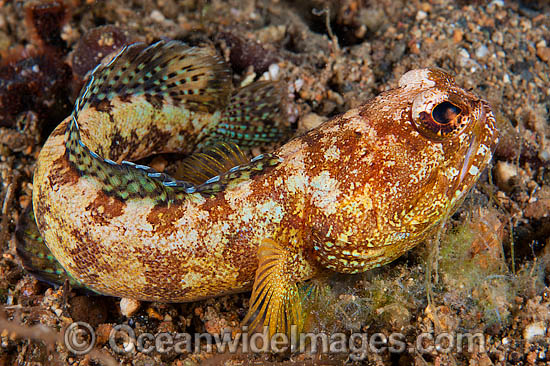 Jawfish Opistognathus solorensis photo Jawfish Opistognathus solorensis photo