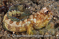 Jawfish Opistognathus solorensis Photo - Gary Bell