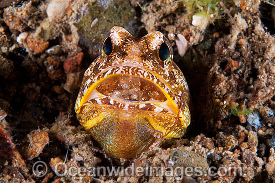 Variegated Jawfish brooding eggs photo Variegated Jawfish brooding eggs photo
