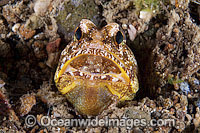 Variegated Jawfish brooding eggs Photo - Gary Bell