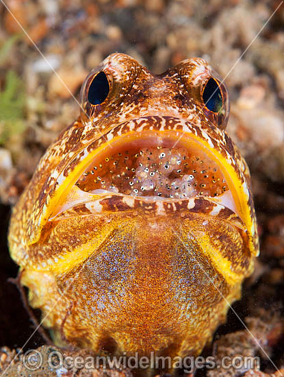 Jawfish brooding eggs photo Jawfish brooding eggs photo