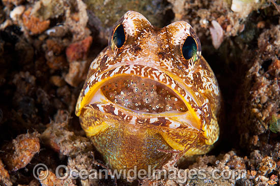 Variegated Jawfish brooding eggs photo Variegated Jawfish brooding eggs photo