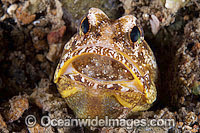 Variegated Jawfish brooding eggs Photo - Gary Bell
