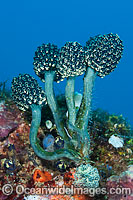Bottlebrush Ascidian Photo - Gary Bell