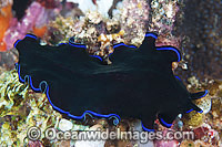 Flat Worm Pseudoceros sapphririnus Photo - Gary Bell