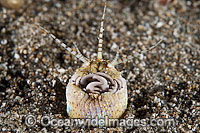 Bobbit Worm Eunice aphroditois Photo - Gary Bell