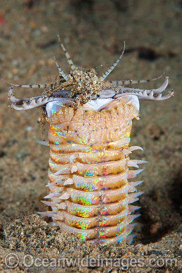 Bobbit Worm photo Bobbit Worm photo