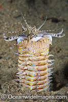 Bobbit Worm Photo - Gary Bell
