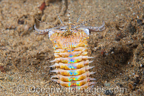 Bobbit Worm Eunice aphroditois photo Bobbit Worm Eunice aphroditois photo