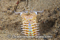 Bobbit Worm Eunice aphroditois Photo - Gary Bell