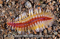 Bristle Worm Choeia fusca Photo - Gary Bell