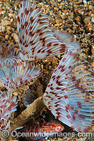 Tube Worm Sabellastarte sp. Photo - Gary Bell