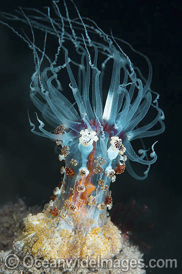Solitary Anemone Alicia rhadina photo