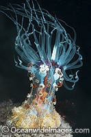 Solitary Anemone Alicia rhadina Photo - Gary Bell