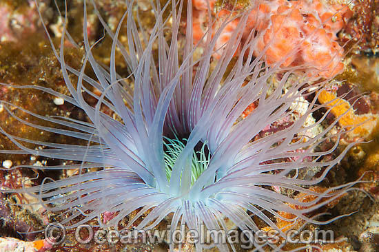 Tube Anemone Ceranthid sp. photo Tube Anemone Ceranthid sp. photo