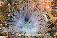 Tube Anemone Ceranthid sp. Photo - Gary Bell