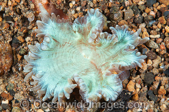 Sea Anemone photo Sea Anemone photo
