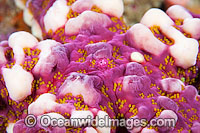 Sea Star Photo - Gary Bell