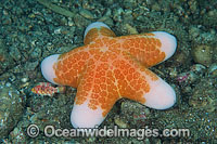 Sea Star Choriaster granulatus Photo - Gary Bell
