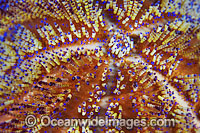 Fire Urchin spines Photo - Gary Bell