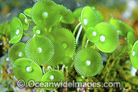 Mermaid's Wine Glass Alga Photo - Gary Bell