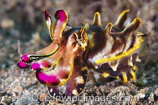 Flamboyant Cuttlefish Metasepia pfefferi photo Flamboyant Cuttlefish Metasepia pfefferi photo