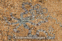 Mimic Octopus Thaumoctopus mimicus Photo - Gary Bell