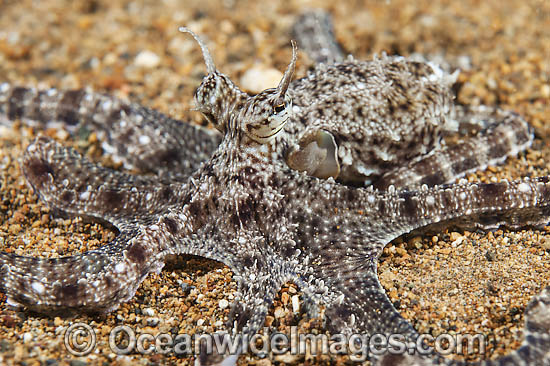 Mimic Octopus photo