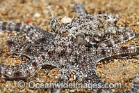 Mimic Octopus Photo - Gary Bell