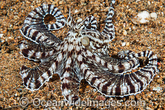 Mimic Octopus Thaumoctopus mimicus photo