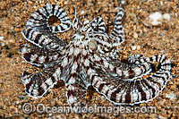 Mimic Octopus Thaumoctopus mimicus Photo - Gary Bell