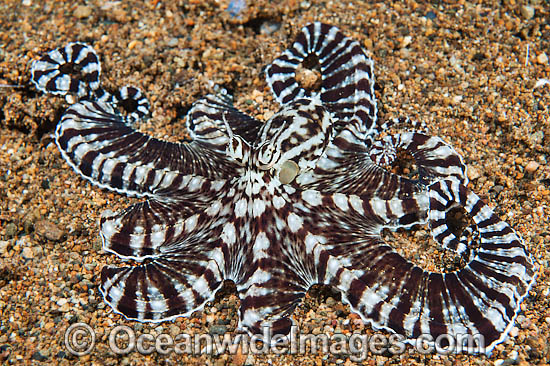 Mimic Octopus photo Mimic Octopus photo
